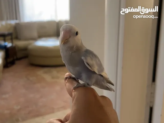 للبيع لوف بيرد ربوه عمره 6 شهور