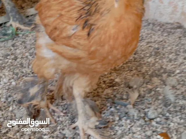 جاج براهمي ومفتل وديك كوشن نخب للبيع