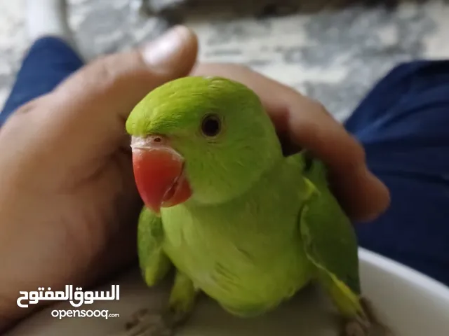 يتوفر فراخ زق دره يتوفر فراخ زق كوكتيل