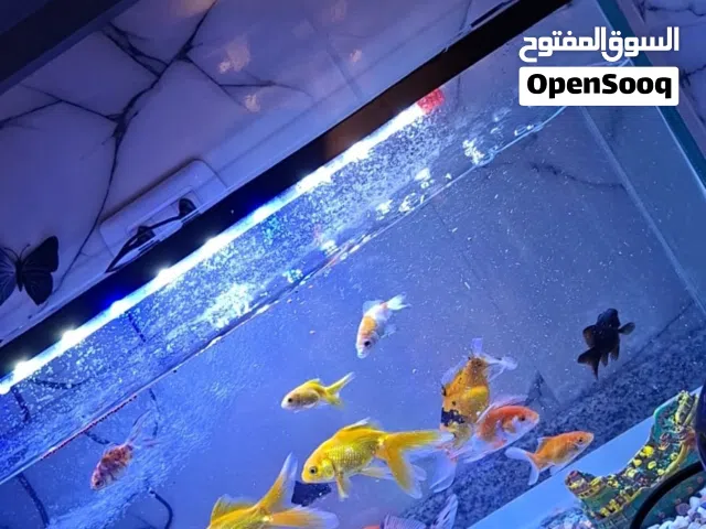 حوض سمك واسماك