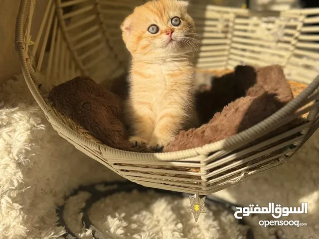Scottish fold golden colour for reservation