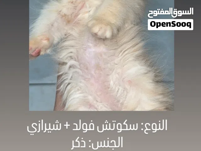 للبيع قطط كيتن