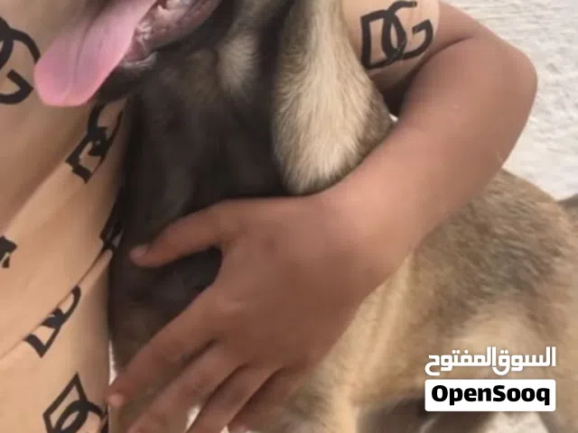 كلب ملينوا مكسيكي دكر