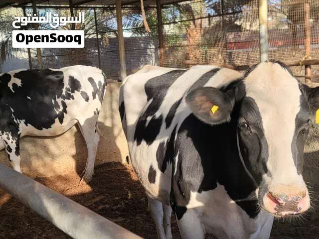 ثيران للبيع بالمن او براس