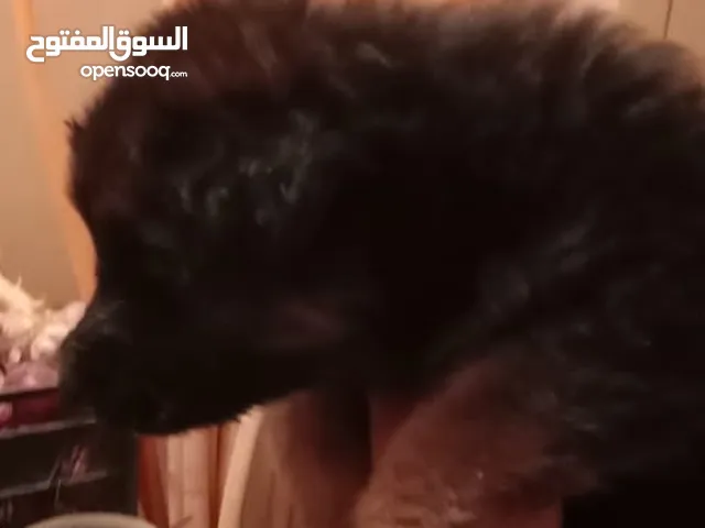 جروين جرمان