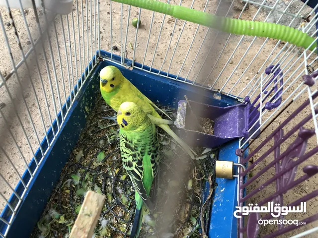 كوبيه مصقوره ربي يبارك