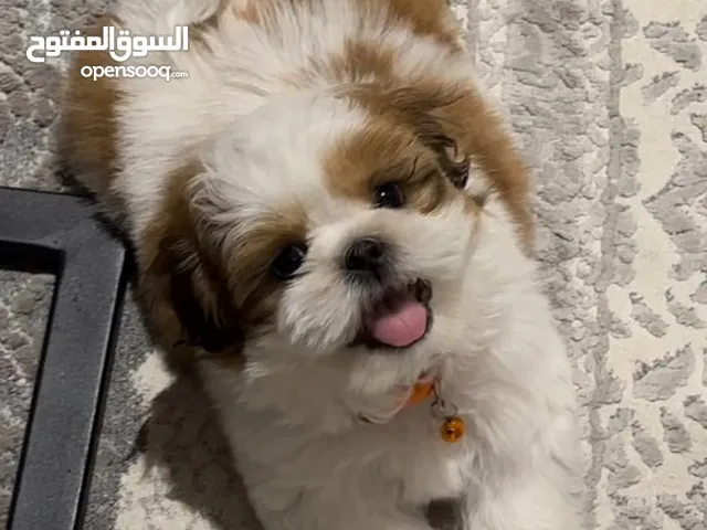 5 month old Shih Tzu puppy with vaccination