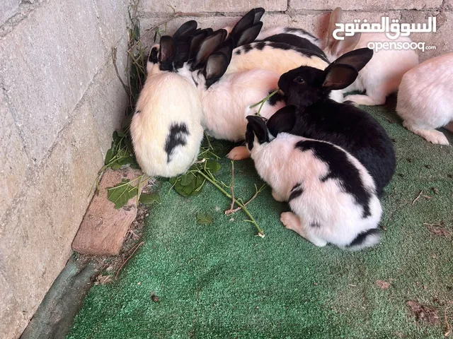ارانب بابيون للبيع5