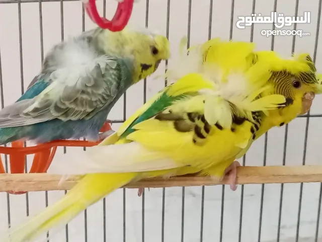 جواز طيور حب للبيع بسعر مغري