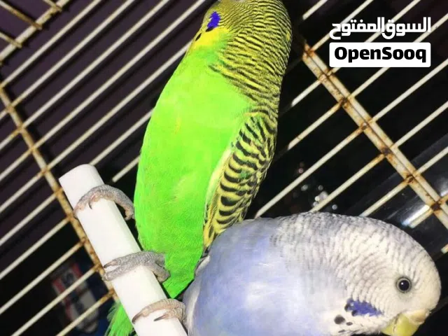 جوز حب للبيع