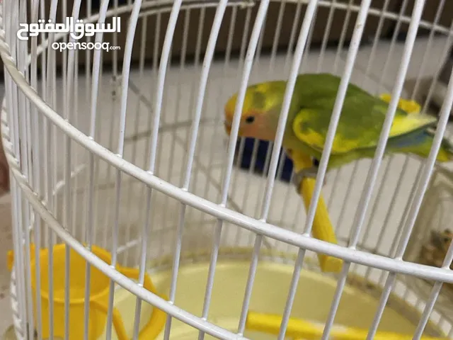 Parrot bird only