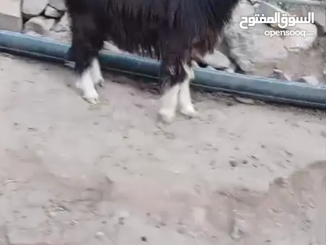 للبيع بكره سمينه بصحه ممتازه صالحه لتربيه او الذبح