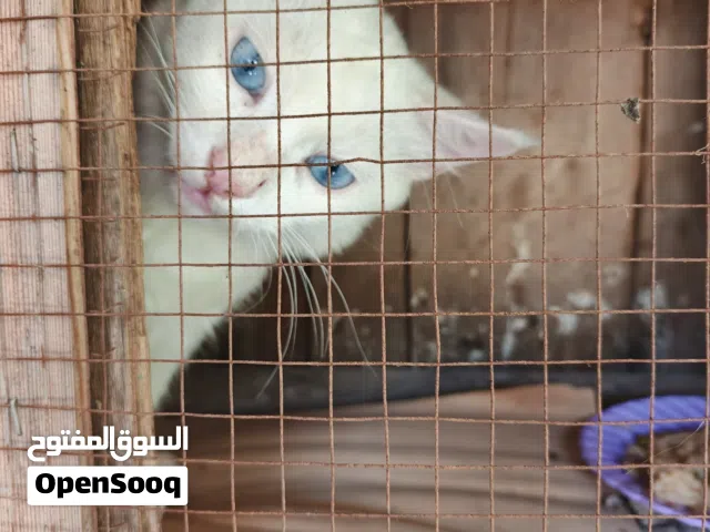 قط شيرازي نار