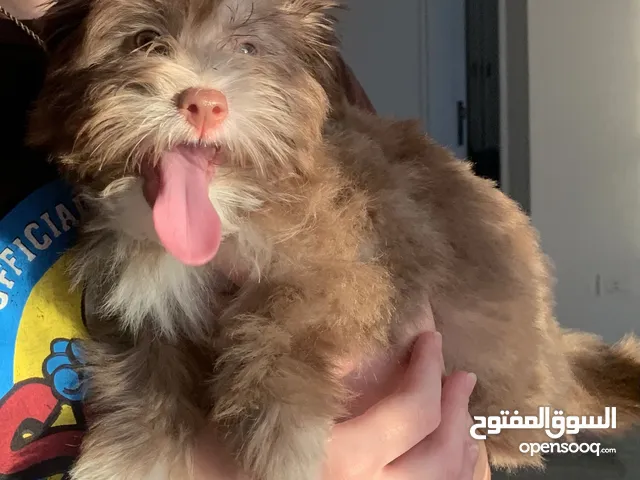 Mini Havanese