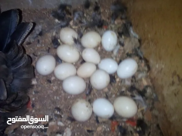 بيض بلدي مخصب للفقاسات طبقين كميه محدوده للبيع جديد (السعر نهائي 11 دينار)