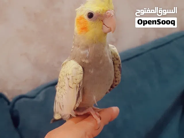 فروخ كروان ربوه قاطين عس ياكلون صحه ونظافه التواصل هنا او وتساب