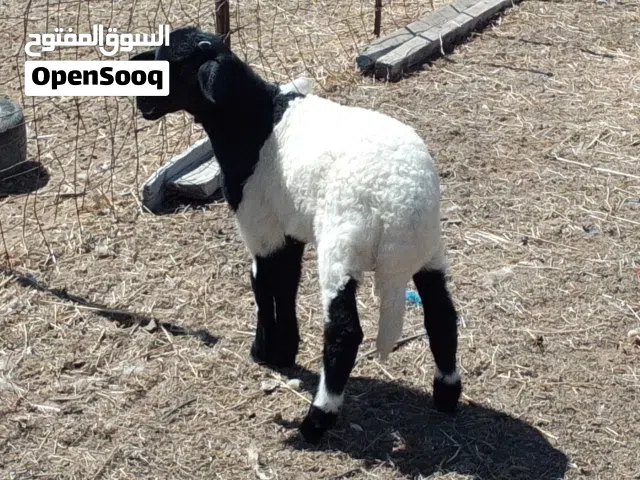 خروف وطني تبارك الله العمر شهرين راوي في الحليب تبارك الله