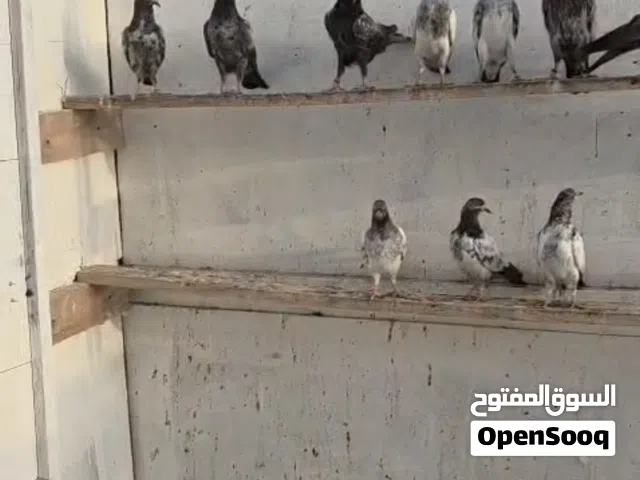 للبيع حمام باكستاني