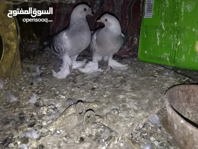 حمام تركي قلاب