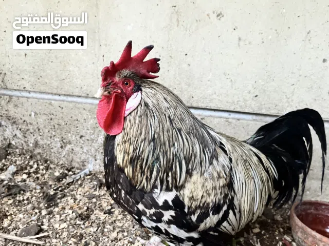 دجاجة وديك للبيع