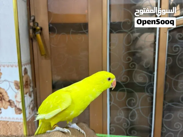 ببغاء دره أليف للبيع مخلف