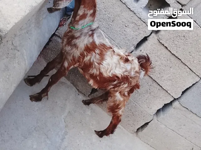 صخل فحل شامي نمري للبيع/الشراي اقرء الوصف وخابر وأنه خادم للطيبين