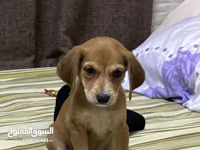 للتبني for Adoption Chiot Beagle dog Lemon and white
