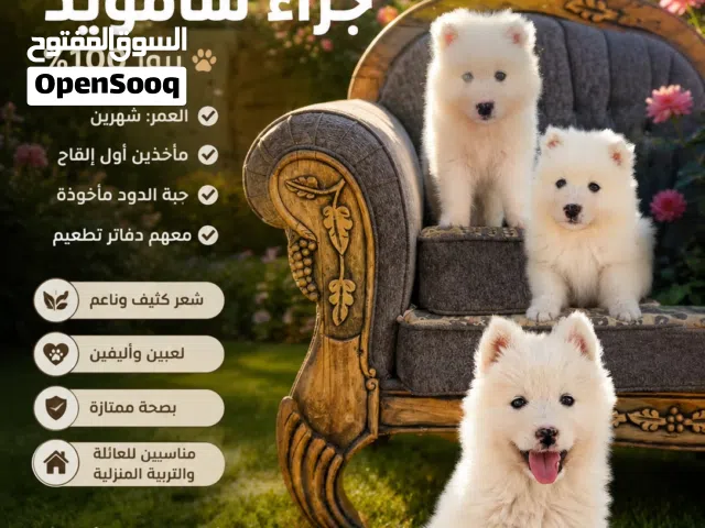 جراء ساموايد