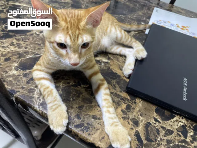 Cat for Adoption