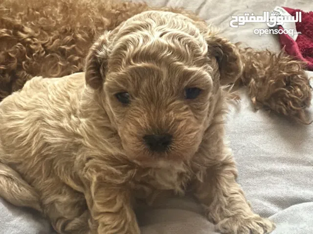 Toy poodle mom & son