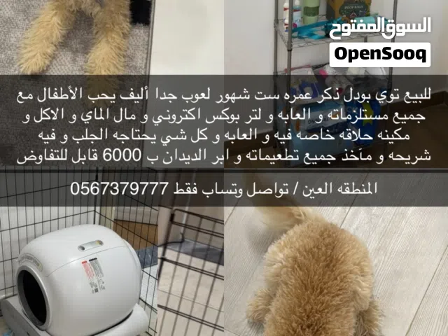 بودل توي قابل للتفاوض