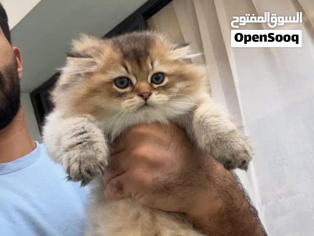 سكوتش للبيع
