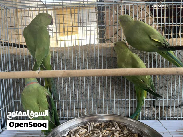 ازواج دره الاخضر منتج