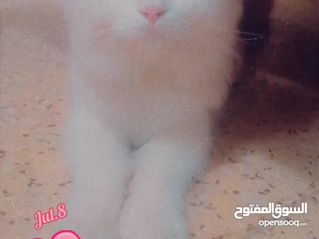 قطة أليفة للبيع نوع شيرازي