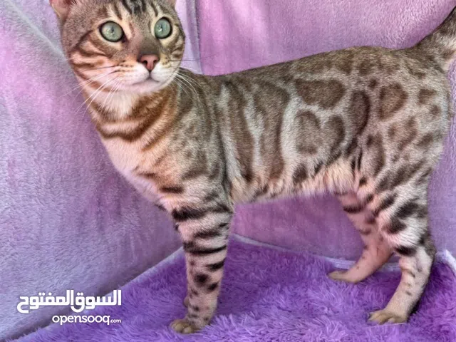 Bengal kittens قطط بنغال