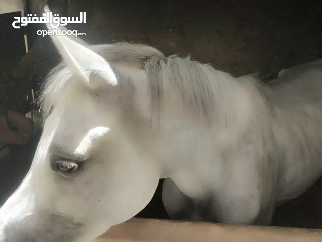 فرس عربية للبيع