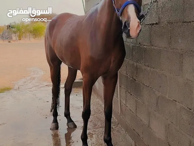 فرس سلاله عربية