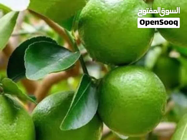 متوفر  كمية من البذور   ليمون بن زهير. المصري   Lemon seeds from Ben Zuhair