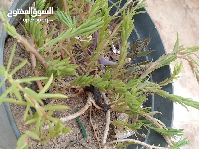 نباتات الزينه بحجم عادي يتكاثر بكثير جدا جدا جدا