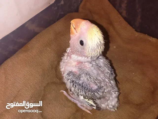 فرخ روز من المعدوم ماشالله