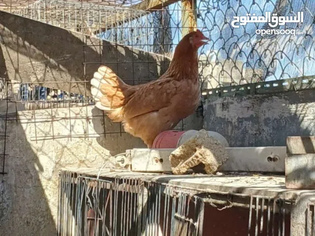 شروة كاملة ديك وجاجة باكستاني ديك وجاجة بلدي ديك وجاجة بندوق لمرغيني