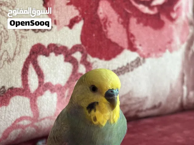 ببغاء بادجي مدرب و  أليف يسطيع طيران بصحة جيدة ذكي و يحب اللعب
