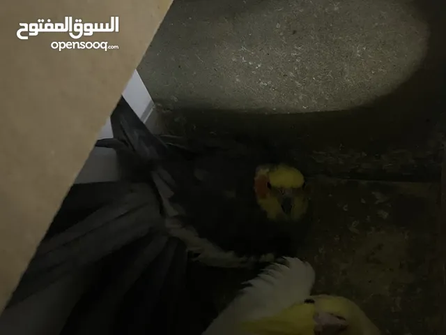 طيور الكوكتيل حبات نضيفه جامبو