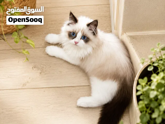 ولد راغدول