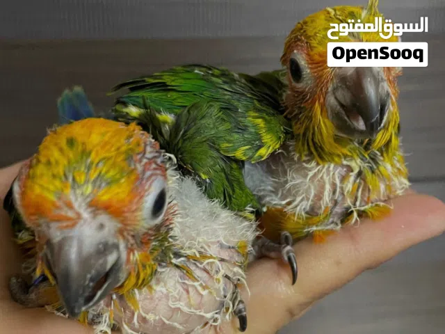صن كنيور الطائر الشمسي متعود على لسرنجه من عمر 18 يوم