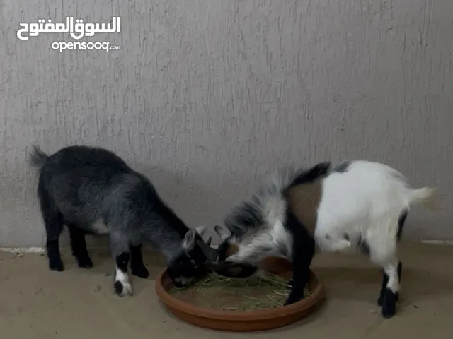 ماعز بلجيكي قزم "قزم "