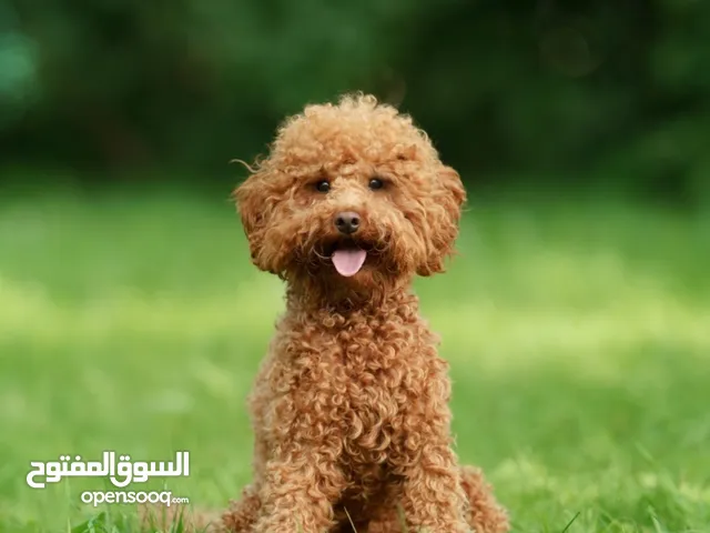 مطلوب كلب ذكر او نثيه بودل للتبني العمر سنه وفوق