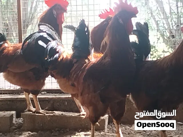 للبيع دياكة فرنسية بيور 100% عمر عشر شهور