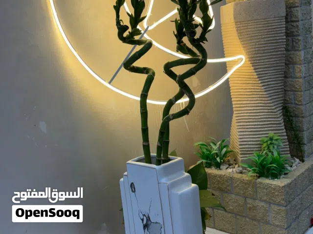 3 indoor bamboo plants with an elegant vase for sale in Al Ain - Al Rawda Al Sharqiya