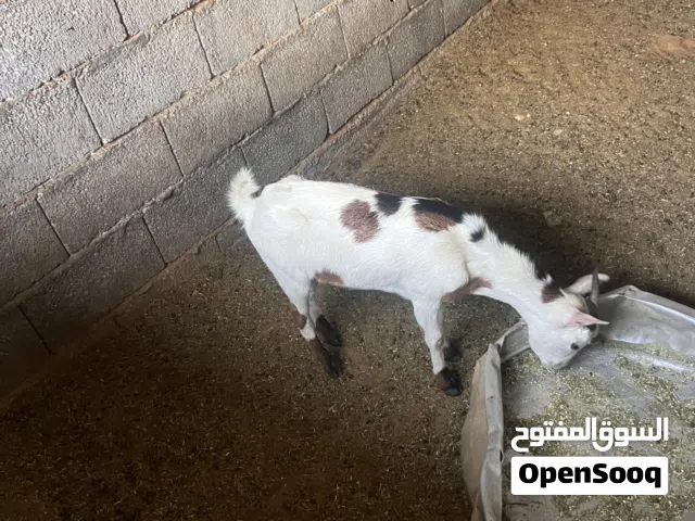 ماعز كرديات الزوز  عشار وحده منهم ع ميلاد مكان طرابلس عين زارة